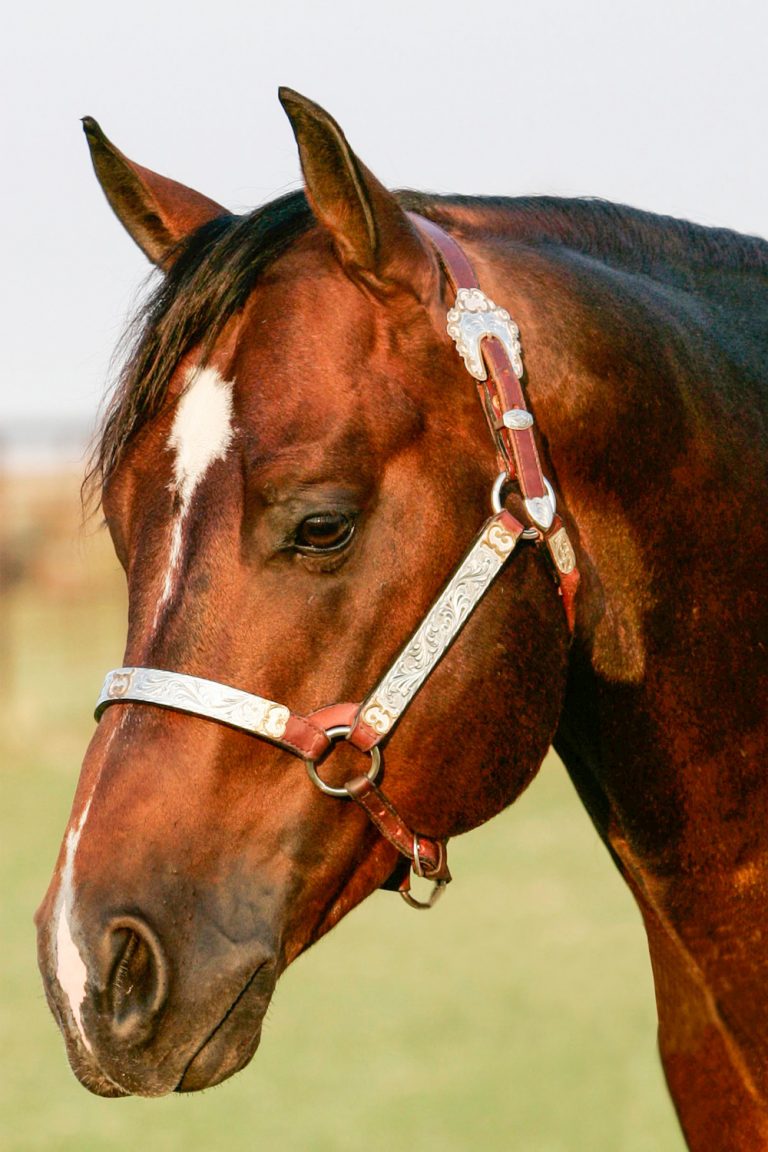 About US Amazing Grace Ranch